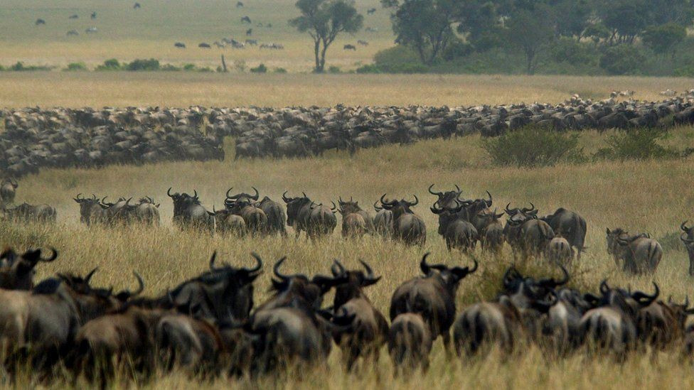 Embark on Your Wildebeests Migration Adventure