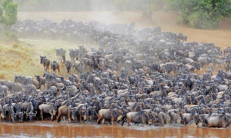 thinking about the Wildebeest Migration