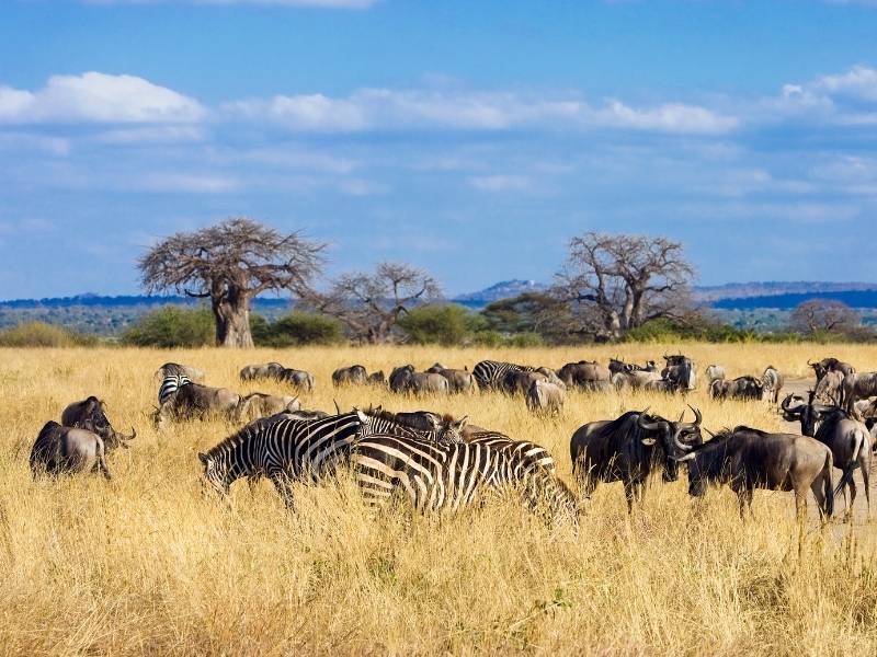 wildebeest Migration of the Giraffes of the Tarangire National park