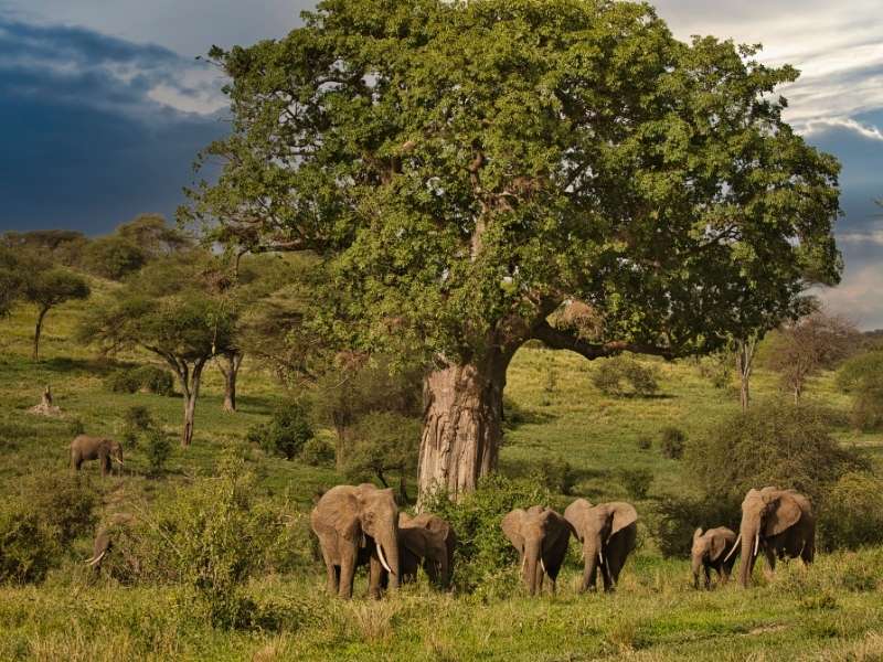 Elephants of the Giraffes of the Tarangire National park