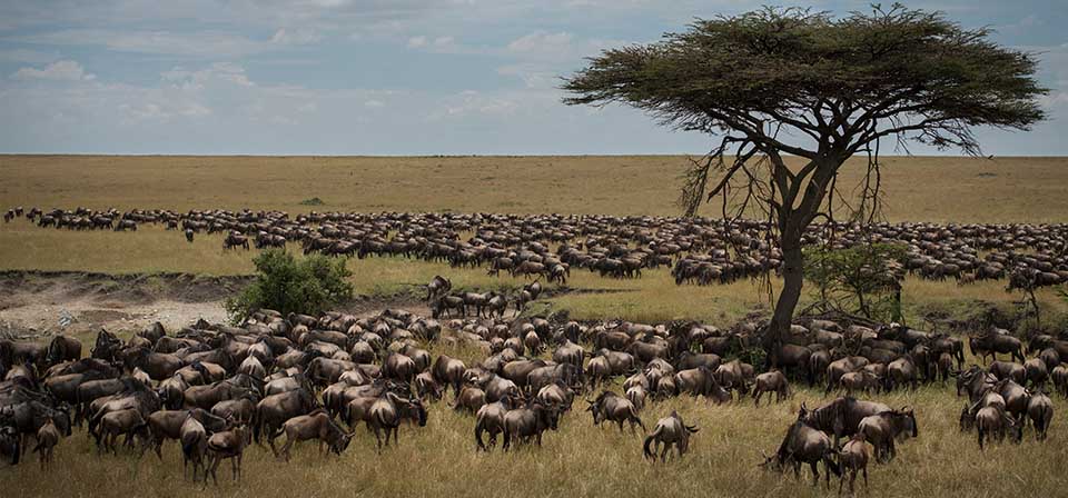 The Great Migration During Tanzania Classic Safaris