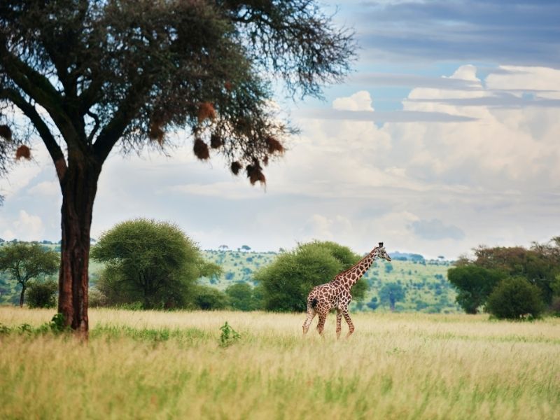 Giraffes of the Tarangire National park