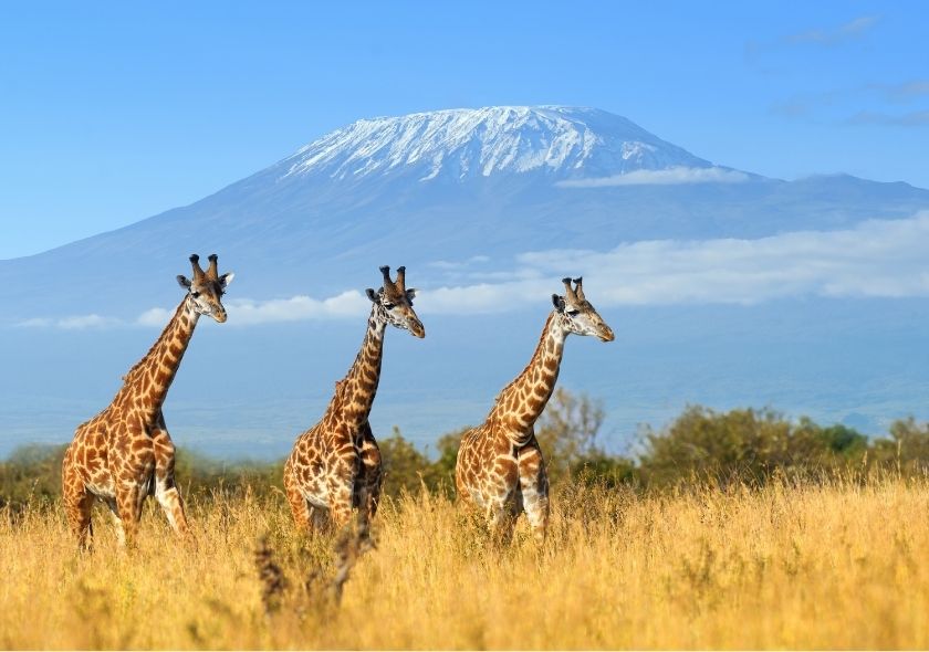 Enjoying Tanzania on a Honeymoon Safari