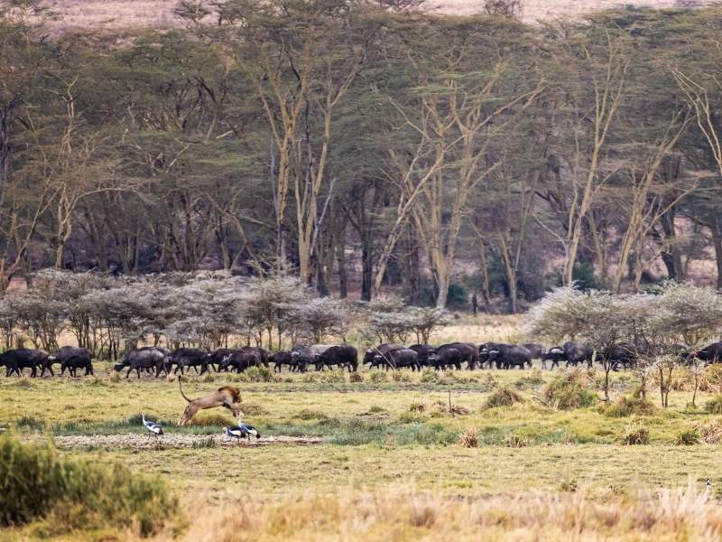 Wildlife of Ngorongoro Conservation area