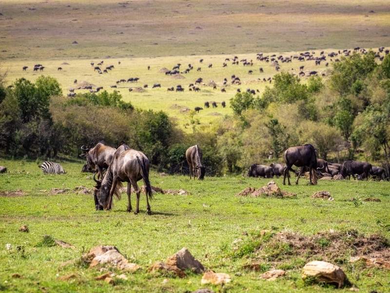 wildebeest of Ngorongoro Conservation area